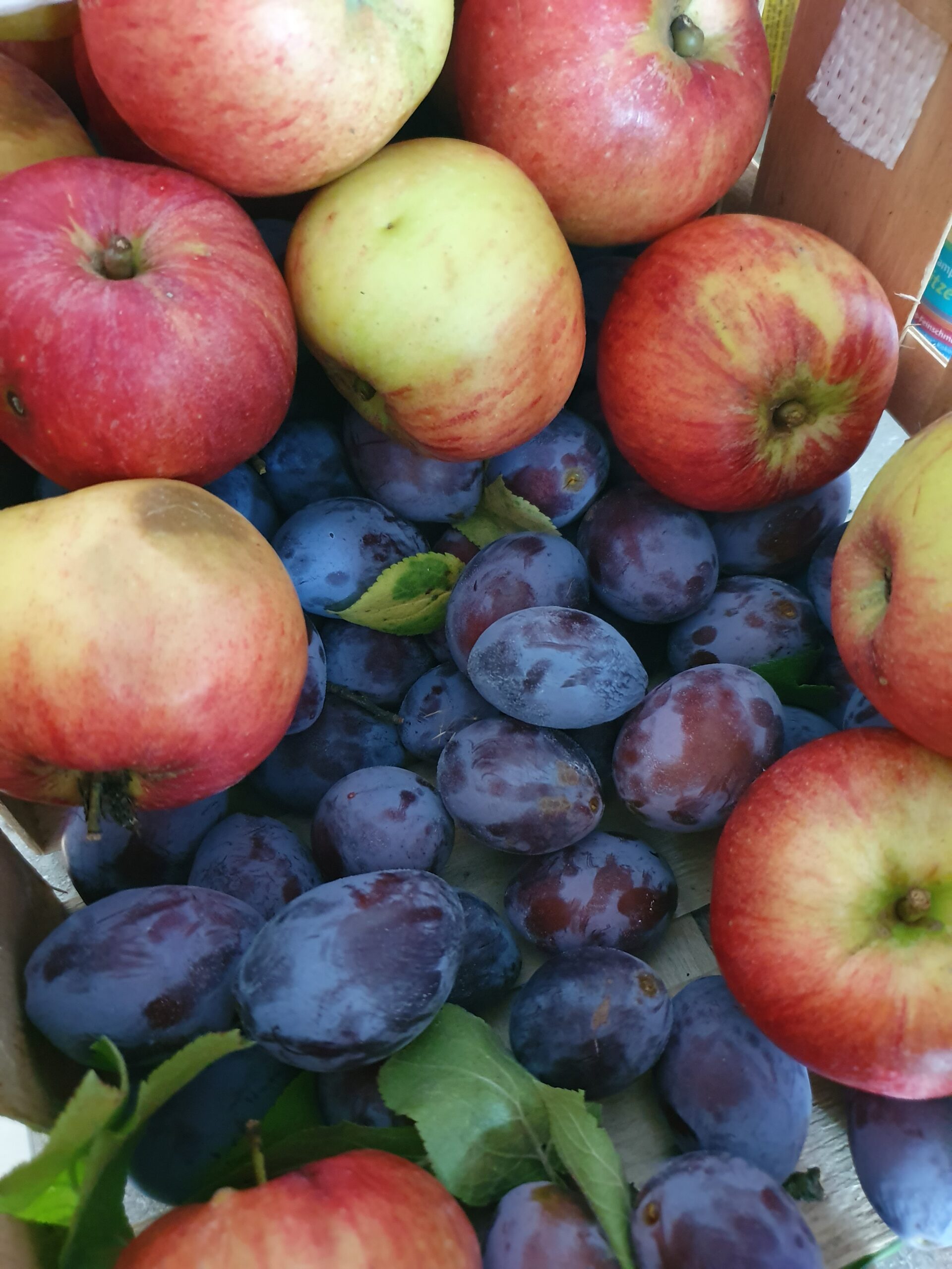Äpfel und Zwetschge