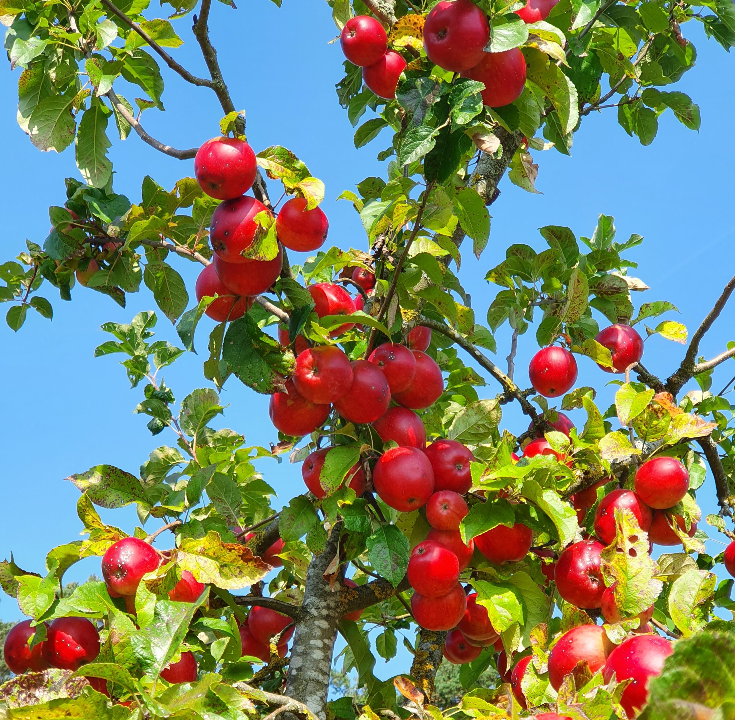 rote Äpfel an Baum