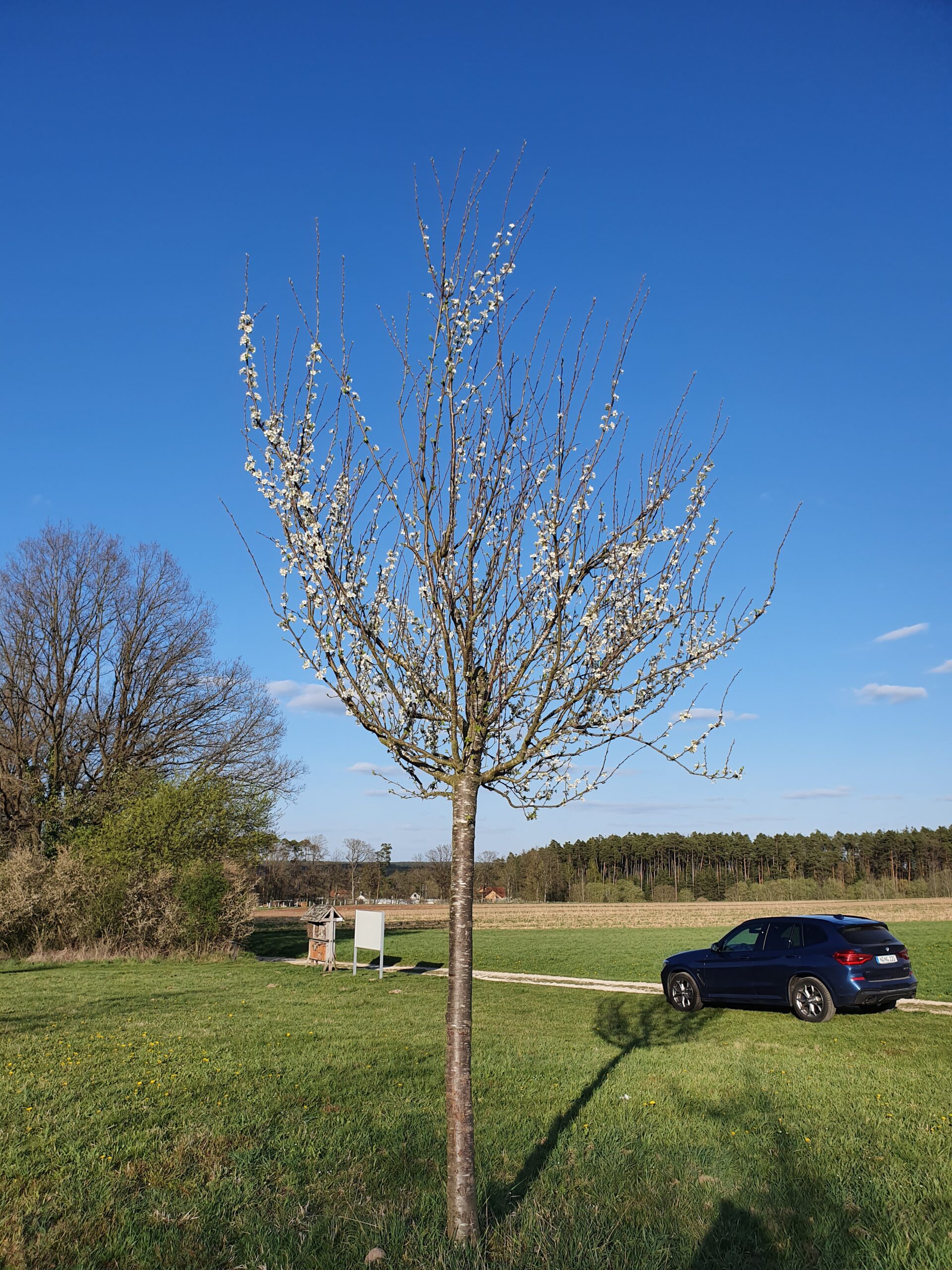 blühender Baum