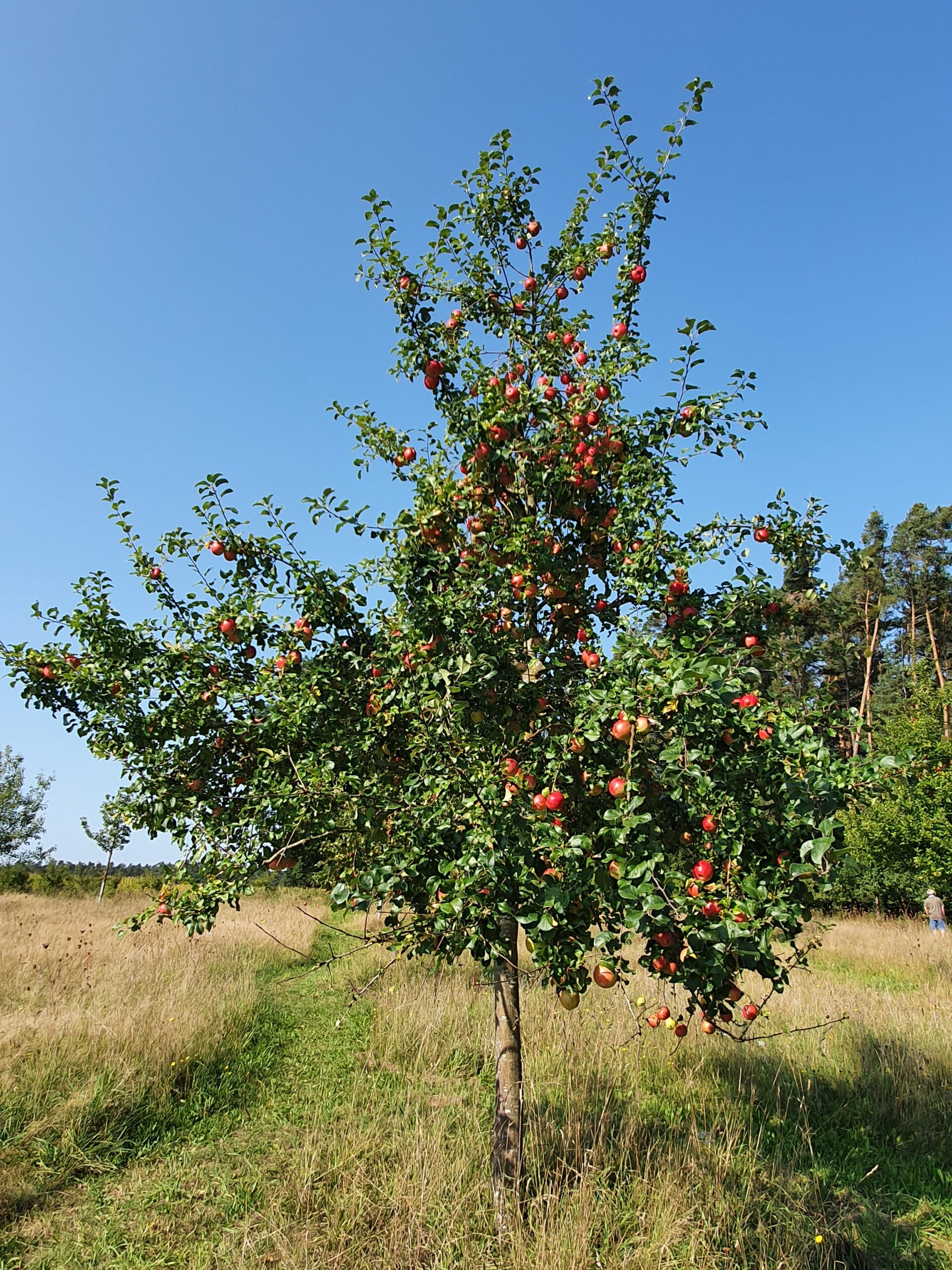 Apfelbaum