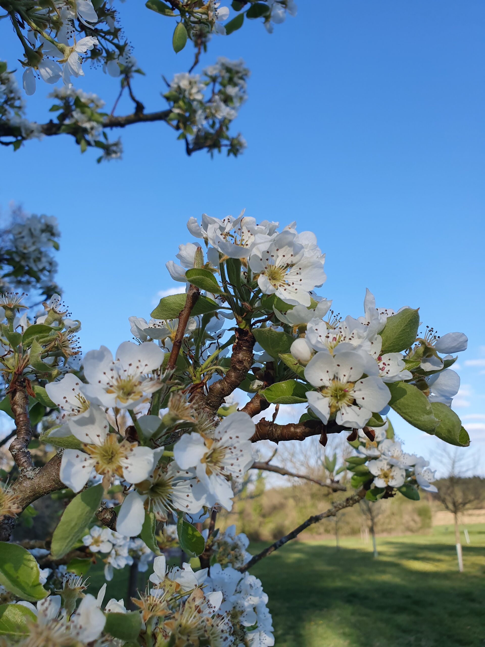 Apfelblüte