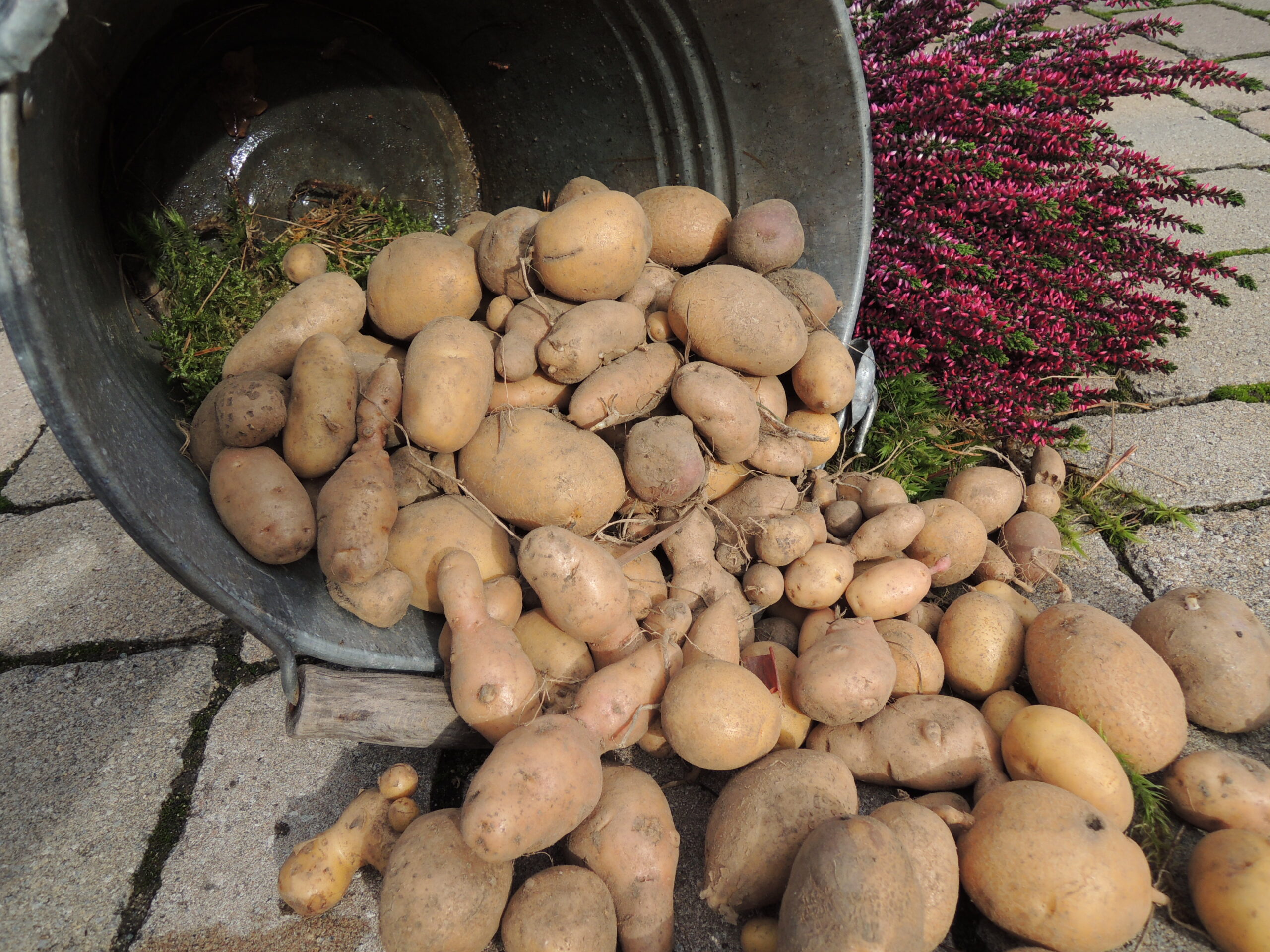 Kartoffeln Kartoffeln