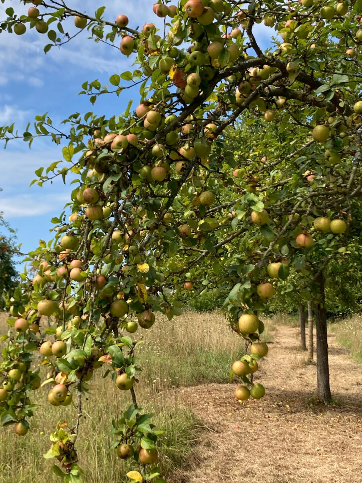 Apfelbaum