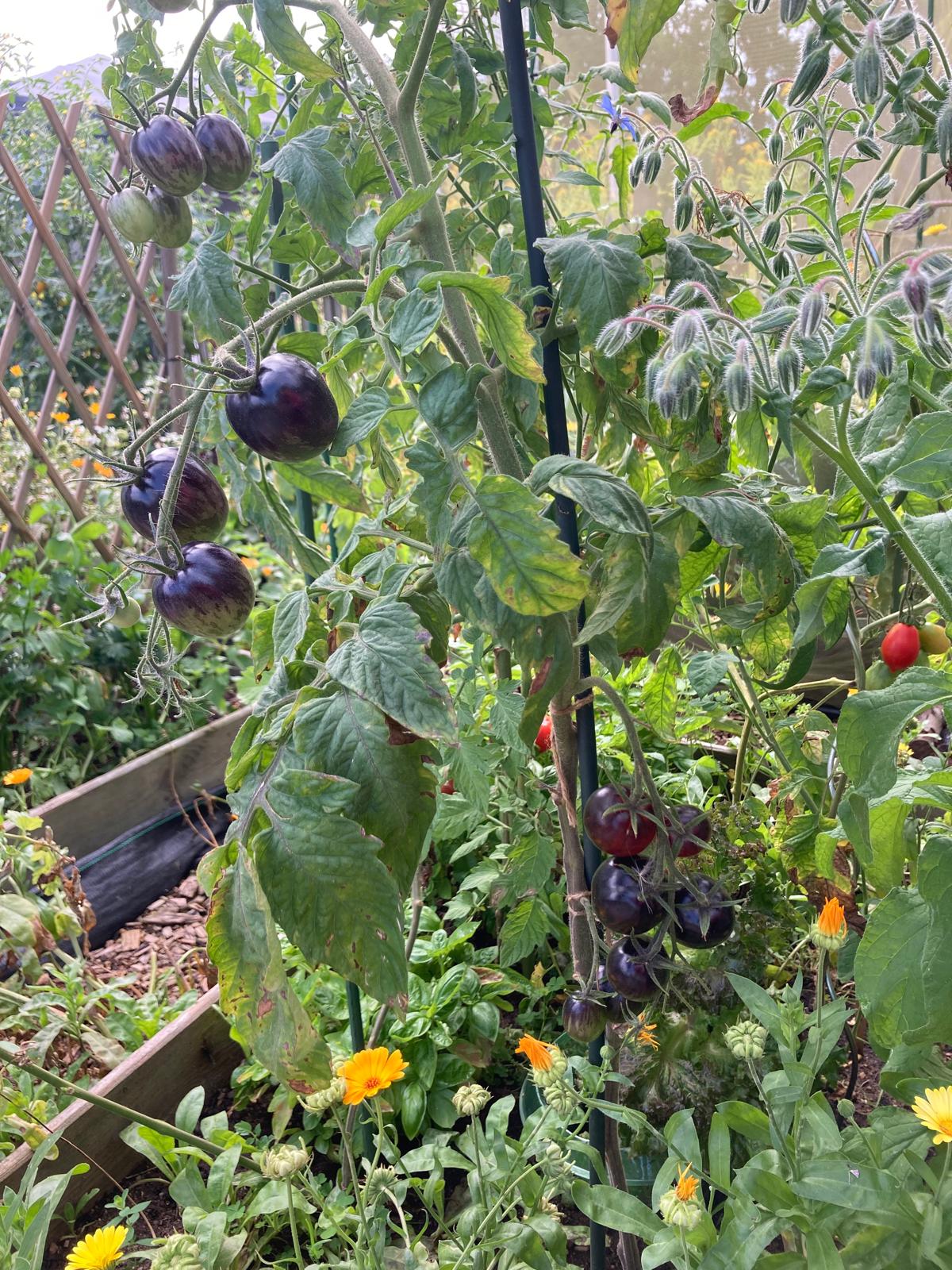 Tomaten Tomaten