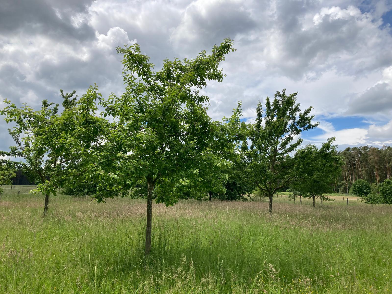 Obstbaumwiese