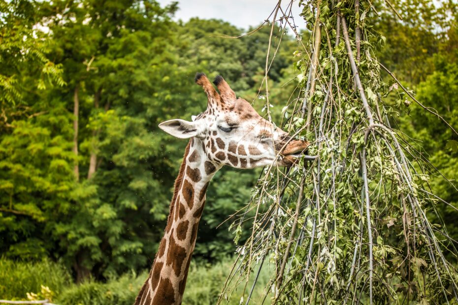 Giraffe die frisst
